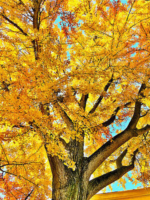 Golden Tree in Fall by Anthony M Davis Golden Tree in Fall by Anthony M Davis
