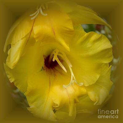 Wall Art - Photograph - Golden Yellow Gladiolus by Yvonne Johnstone