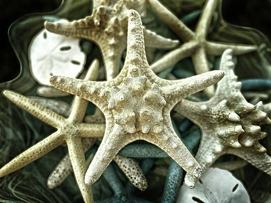 Goldtone Starfish Portrait by Bill Swartwout Goldtone Starfish Portrait by Bill Swartwout