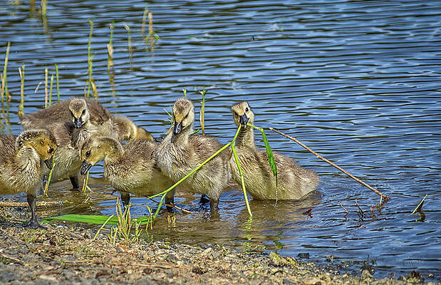 Wall Art - Photograph - Goose babies playing by Bill Posner
