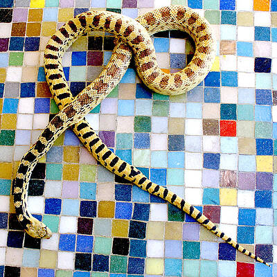 Gopher Snake by Perry Hoffman Gopher Snake by Perry Hoffman