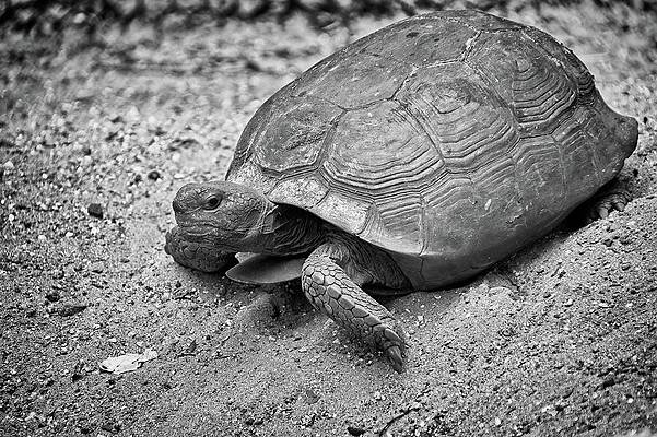 Gopher Tortoise by Steve DaPonte Gopher Tortoise by Steve DaPonte