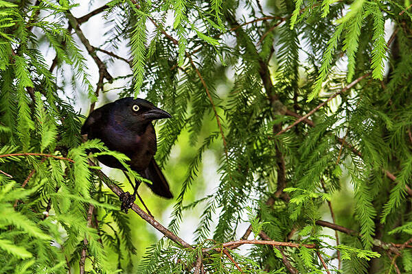 Wall Art - Photograph - Grackle in Neuse River Cypress Tree by Bob Decker