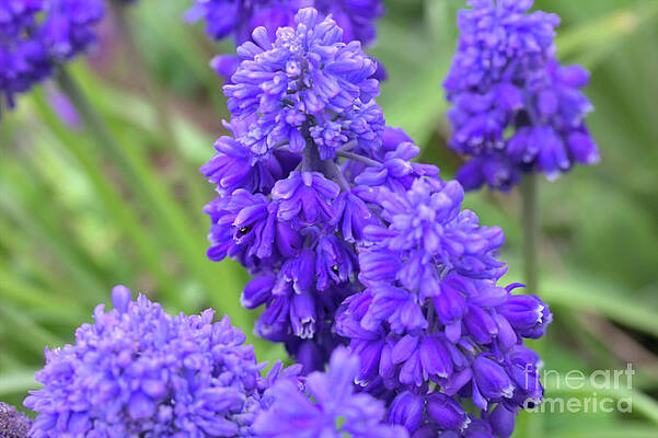 Grape hyacinth by Agnes Caruso Grape hyacinth by Agnes Caruso
