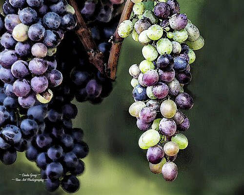 Grapes Ready to Pick by Linda Gray