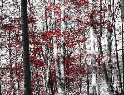Graphic Nature by Marco Crupi Graphic Nature by Marco Crupi