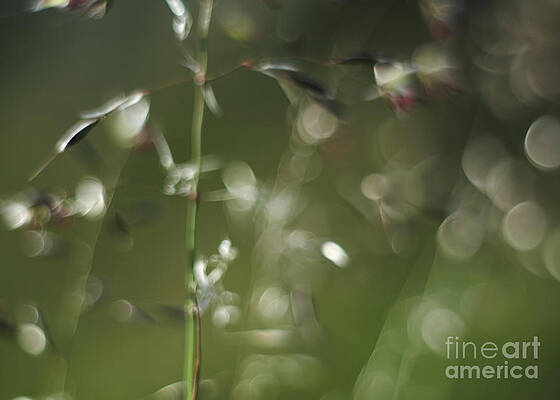 Grass and Light by Lidija Ivanek - SiLa Grass and Light by Lidija Ivanek - SiLa