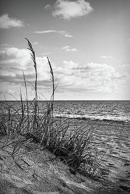 Grasses on the Sand Dunes in Black and White by Debra and Dave Vanderlaan Grasses on the Sand Dunes in Black and White by Debra and Dave Vanderlaan