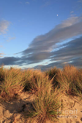 Grasses sand dune Falmouth by Bryan Attewell Grasses sand dune Falmouth by Bryan Attewell