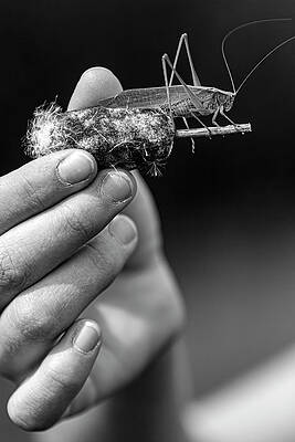 Wall Art - Photograph - Grasshopper On A Cattail-002-M by David Allen Pierson