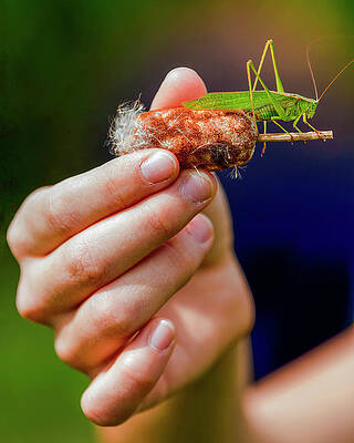 Wall Art - Photograph - Grasshopper On A Cattail-004-C by David Allen Pierson