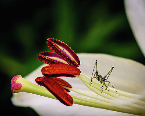 Wall Art - Photograph - Grasshopper on Flower by Robert Niemeier