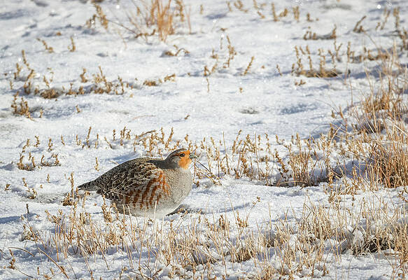 Gray Partridge 5 by Michael Chatt Gray Partridge 5 by Michael Chatt