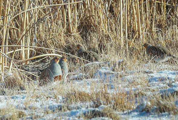 Gray Partridge Flock by Michael Chatt Gray Partridge Flock by Michael Chatt