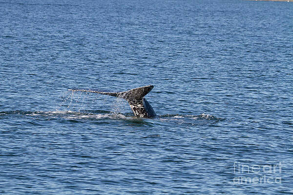 Gray whale fluke by Diana McPherson Gray whale fluke by Diana McPherson