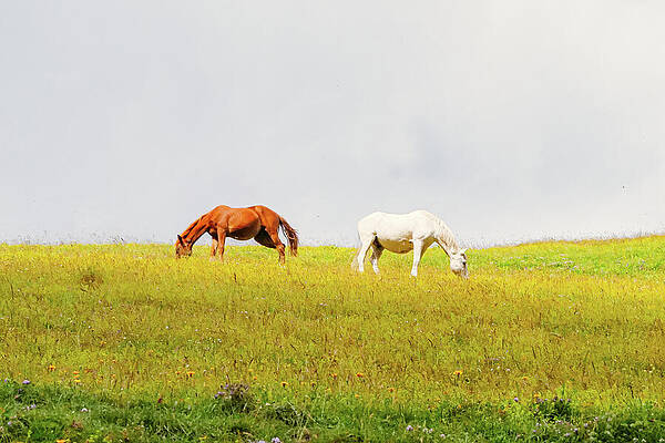 Grazing Horses by Charles Winmar Grazing Horses by Charles Winmar