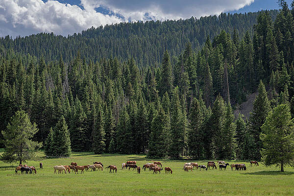 Wall Art - Photograph - Grazing Horses in Montana Mountain Pasture by John Wilbur