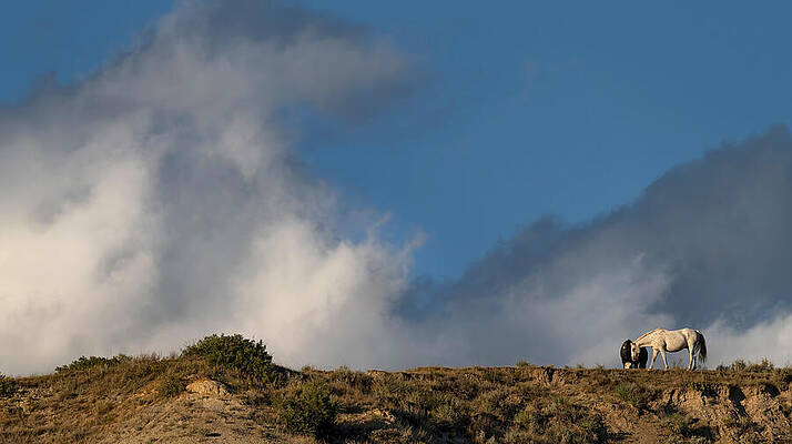 Wall Art - Photograph - Grazing on the Bluff. by Paul Martin