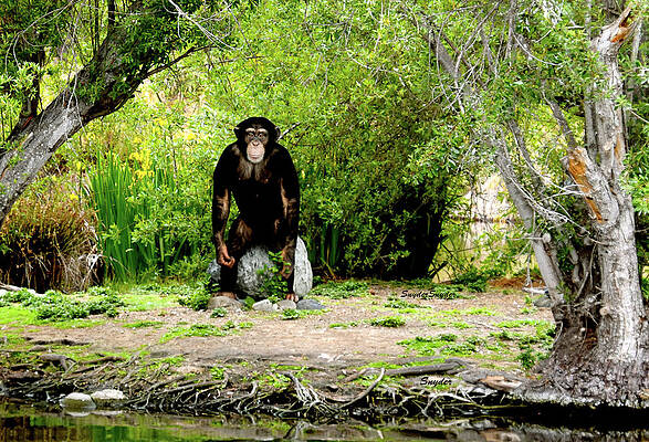 Great Ape of Monkey Island Santa Maria California by Barbara Snyder Great Ape of Monkey Island Santa Maria California by Barbara Snyder