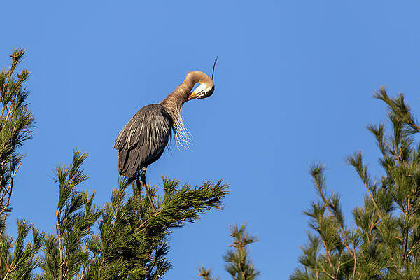 Great Blue Heron 2019-27 by Thomas Young Great Blue Heron 2019-27 by Thomas Young