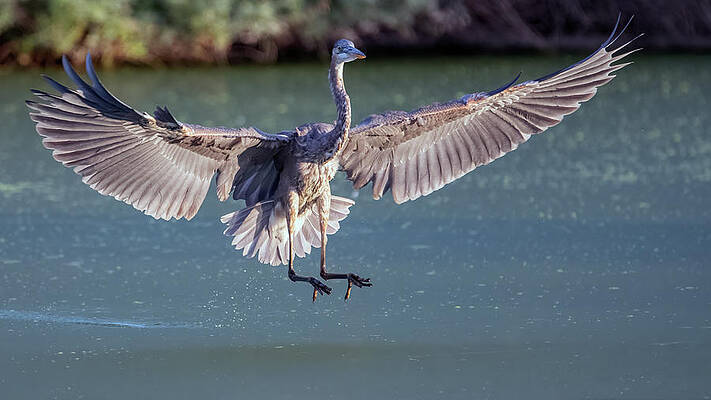 Great Blue Heron 4417-073021-2 by Tam Ryan Great Blue Heron 4417-073021-2 by Tam Ryan