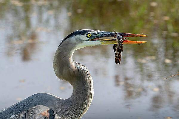 Great Blue Heron with Catfish by Bradford Martin Great Blue Heron with Catfish by Bradford Martin