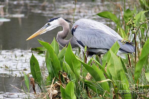 Great Blue Heron Feeding In The Waters Of Venetian Gardens by Philip and Robbie Bracco Great Blue Heron Feeding In The Waters Of Venetian Gardens by Philip and Robbie Bracco