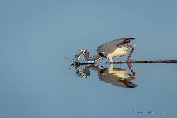 Great Blue Heron Getting Breakfast by Dorothy Cunningham Great Blue Heron Getting Breakfast by Dorothy Cunningham