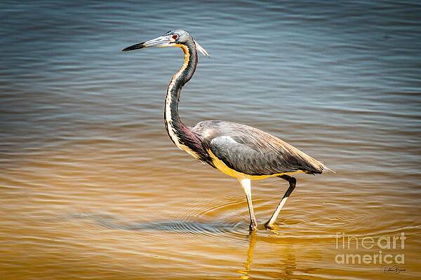 Great Blue Heron High resolution by Philip And Robbie Bracco Great Blue Heron High resolution by Philip And Robbie Bracco