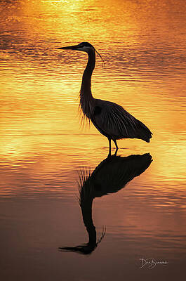 Wall Art - Photograph - Great Blue Heron Sunrise #0966 by Dan Beauvais