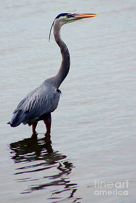 Great Blue by Hilda Wagner Great Blue by Hilda Wagner