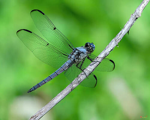 Great Blue Skimmer Dragonfly DIN0340 by Gerry Gantt Great Blue Skimmer Dragonfly DIN0340 by Gerry Gantt