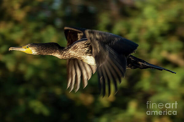 Wall Art - Photograph - Great Cormorant Phalacrocorax carbo Costa Ballena Cadiz by Sapiens Verbum