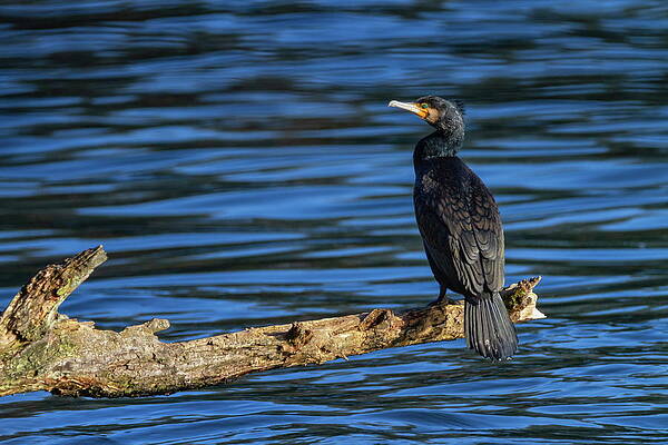 Great cormorant, Phalacrocorax carbo, standing peacefully on a branch by Elenarts - Elena Duvernay photo Great cormorant, Phalacrocorax carbo, standing peacefully on a branch by Elenarts - Elena Duvernay photo