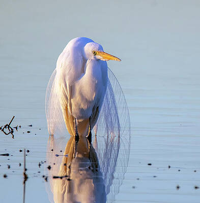 Great Egret 8998-020420-2 by Tam Ryan Great Egret 8998-020420-2 by Tam Ryan