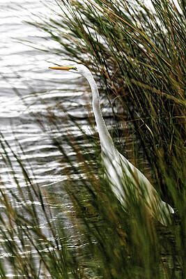 Great Egret Hiding in the Grass by Doolittle Photography and Art Great Egret Hiding in the Grass by Doolittle Photography and Art
