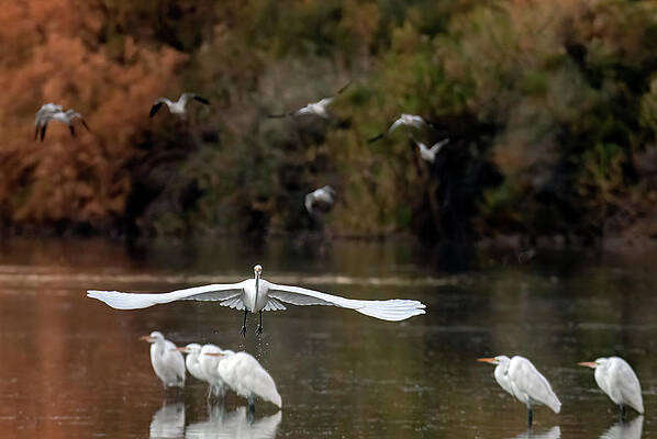 Great Egrets 4082-010221-2 by Tam Ryan Great Egrets 4082-010221-2 by Tam Ryan
