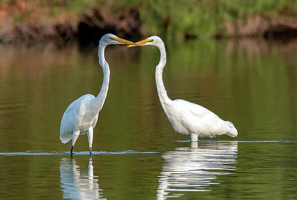 Great Egrets 7006-080320-2 by Tam Ryan Great Egrets 7006-080320-2 by Tam Ryan