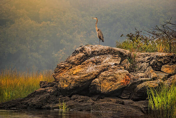 Great Heron on rocks in the marsh by Cordia Murphy Great Heron on rocks in the marsh by Cordia Murphy