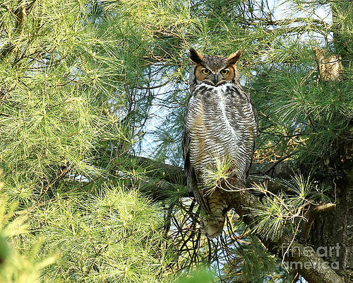 Great horned goddess by Heather King Great horned goddess by Heather King