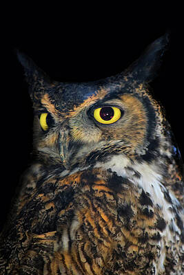 Wall Art - Photograph - Great Horned Owl by Frank Wilson