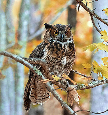 Great Horned Owl in Fall by Jaki Miller Great Horned Owl in Fall by Jaki Miller