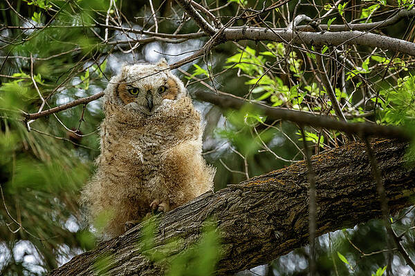 Great Horned Owlet at Malheur HQ by Belinda Greb Great Horned Owlet at Malheur HQ by Belinda Greb