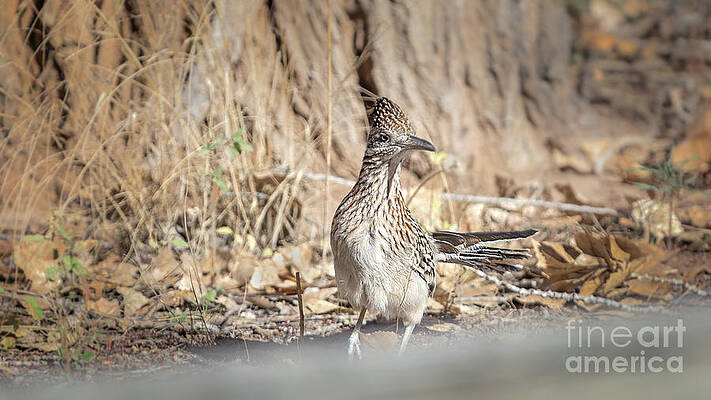 Wall Art - Photograph - Greater Roadrunner by Susan Warren