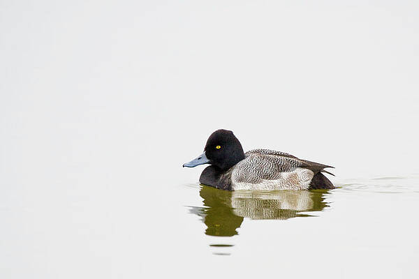 Wall Art - Photograph - Greater Scaup Duck on Lake Mattmuskeet by Bob Decker