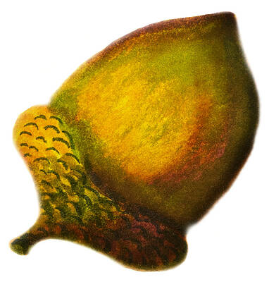 Wall Art - Photograph - Green Acron Seed  by Iris Richardson