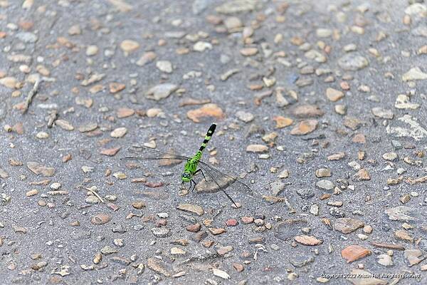 Green Dragonfly by Kristin Hill