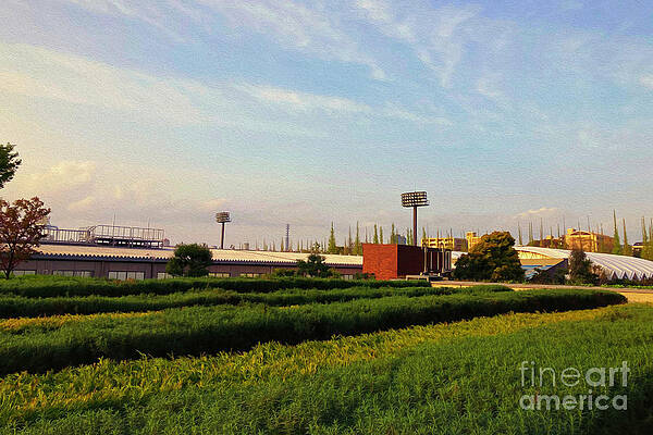 Green fields during the golden hour by Kiran Joshi Green fields during the golden hour by Kiran Joshi