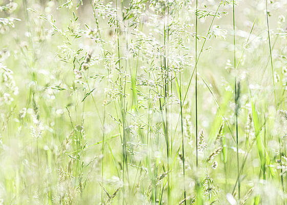 Green Grass Field by Amelia Pearn Green Grass Field by Amelia Pearn