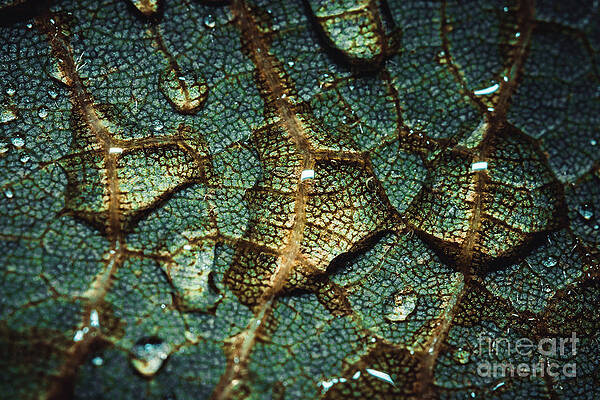 Green Leaf Hydration. Macro Photograph by Stephen Geisel Green Leaf Hydration. Macro Photograph by Stephen Geisel